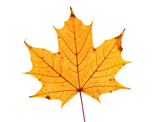 Fototapeta premium Autumn Maple Leaf Isolated on White Background 