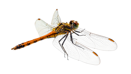 Orange Dragonfly with Transparent Wings Isolated
