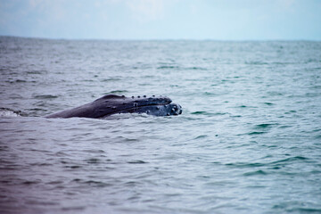 Baby humpback whale surfacing from the ocean