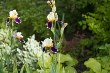 Obraz premium valentine flowers