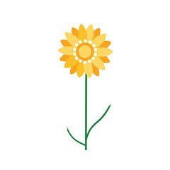 Yellow daisy flower isolated on white background vector illustration