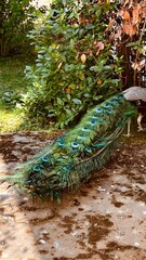Obraz premium A peacock with a colourful tail