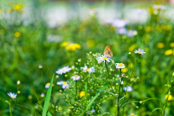 초록색 들판 위 여러색의 꽃들 위에 앉은 나비