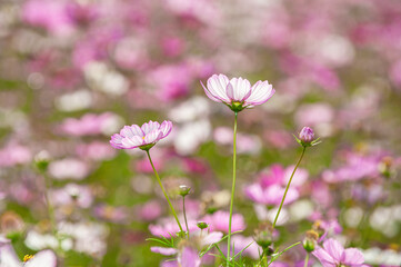 꽃들 속에 핀 두 개의 코스모스
