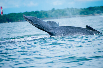 Fototapeta premium Humpback whale tail splashing in ocean waters