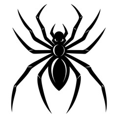 black spider isolated on white background