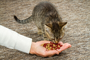 Feeding a gray cat with dry food from your hands.