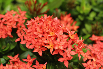 Vibrant reddish-orange Ixora flowers bloom in dense clusters amidst lush dark green leaves, showcasing the natural beauty and vitality of tropical garden flora.