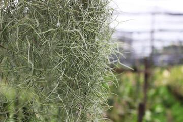 Silvery-green Spanish moss hangs in dense, intricate cascades, showcasing the delicate beauty and unique character of this epiphytic plant thriving naturally.