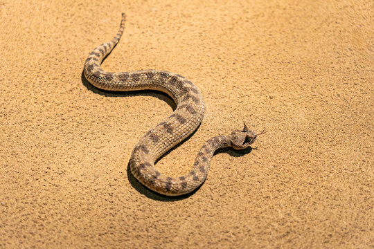 Cerastes cerastes, Saharan Horned Viper, or Desert Horned Viper, is a venomous viper species found in the deserts of North Africa and parts of the Middle East.