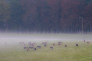 ducks in the fog