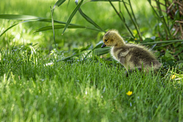 squirrel in the grass
