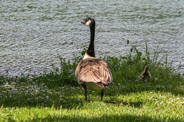 canada goose on the beach