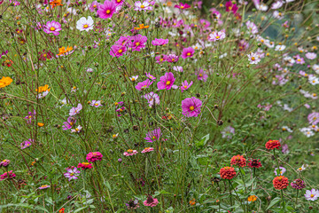field of flowers