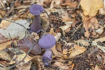 mushrooms in the forest