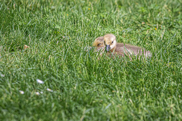 wild duck in the grass