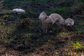 mushrooms in the forest