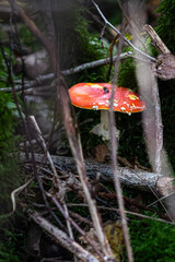 amanita muscaria fly agaric mushroom
