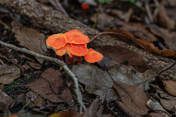 red mushroom in autumn