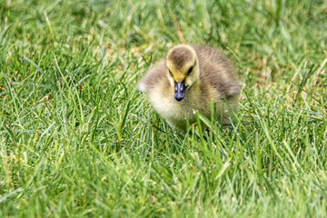 baby duck in grass