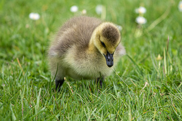 baby duck in the grass