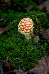 amanita muscaria fly agaric mushroom