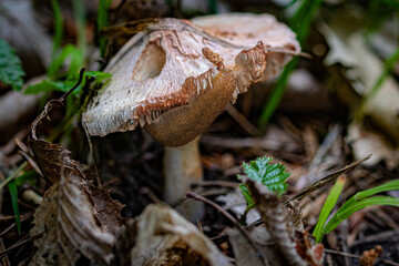 mushroom in the forest