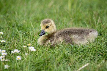 baby duck in the grass