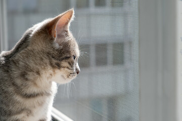 Kitten Gazing Earnestly Out the Window at Distant View