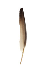 A solitary, gracefully curved bird feather, transitioning from rich brown to delicate pale beige,...