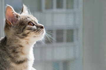 Curious kitten looking up Out Window