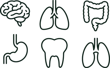 Human organs line icon set with brain, lungs, intestines, stomach, and tooth. Outline vector illustrations for medical, health, and anatomy concepts.

