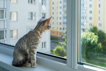A curious kitten sits by the window and looks out through the mosquito net
