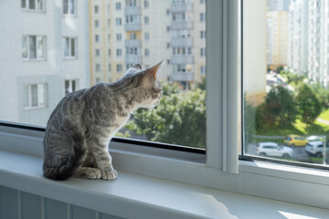 A curious kitten sits by the window and looks out through the mosquito net
