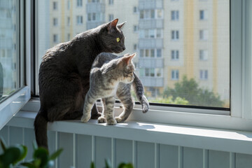 Cats Observing Scenery from a Window Ledge through a mosquito net