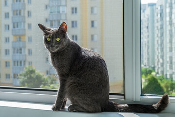 Gray Cat Sitting on Windowsill with Cityscape View