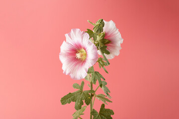 Pink and white hollyhock flowers with green stem on pastel coral background. Studio botanical flower portrait. Summer bloom and garden plant concept. Design for greeting card, invitation, postcard