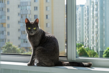 Gray Cat Sitting on Windowsill with Cityscape View