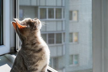 Curious kitten looking up Out Window