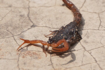 A bark scorpion is a slender, light‑tan nocturnal desert arachnid with thin pincers, a side‑curled tail, and highly venomous sting