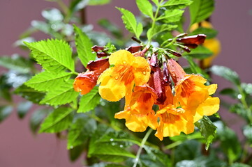 Orange Trumpet Flowers with Water Drops