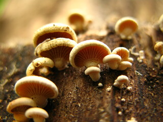 Close-up of Crepidotus applanatus mushrooms