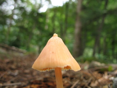 Close-up of Mycena acicula mushroom cap with fine texture in a forest setting
