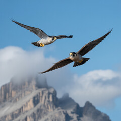 Two Peregrine Falcons Flying Over Rocky Mountains bird of prey