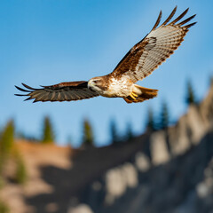 Red Tailed Hawk in Flight Against Blue Sky bird flying