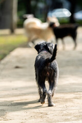 Miniature schnauzer running away in the park