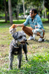 Mixed breed dog standing in the grass while owner playing with stuffed toys in park