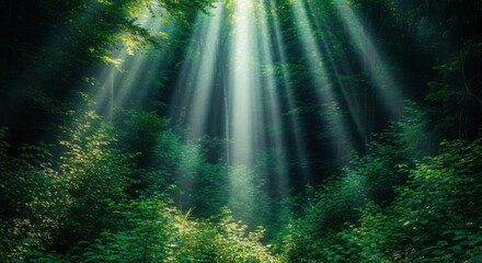 Obraz premium Sunlight filtering through a lush green forest canopy