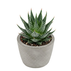 Vibrant green haworthia succulent with spiky dark green leaves, white dots, and horizontal bands in a rustic grey concrete pot, top-down view on a transparent studio background with bright, shadowless