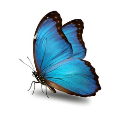 Sky-Blue Butterfly's Gentle Descent: A vibrant, sky-blue butterfly with intricate wing patterns alights gracefully, its delicate presence echoing a moment of natural beauty and serenity.